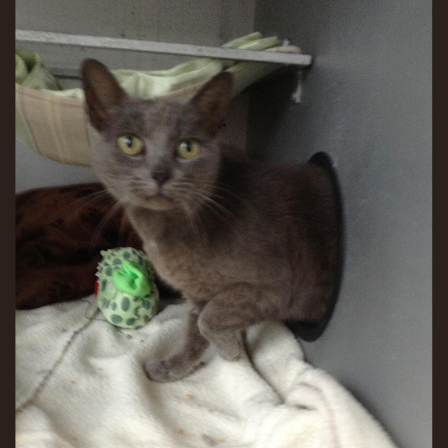 Photo of Misty