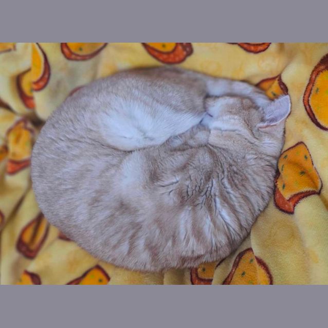 Photo of 💛 Rhonda 💛