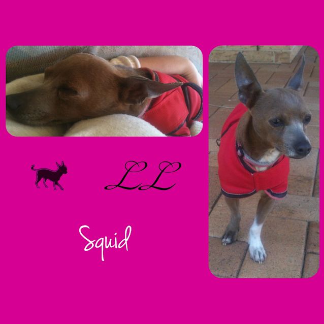 Photo of Squid