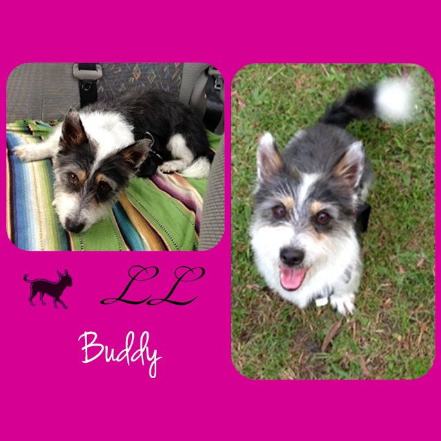 Photo of Buddy