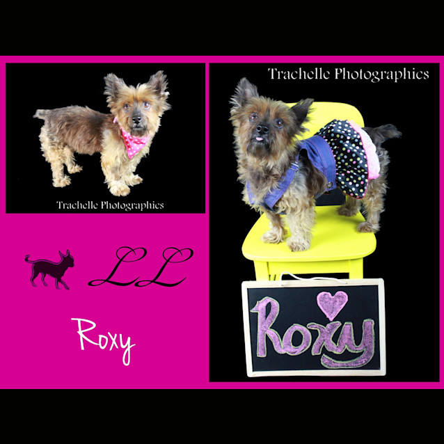 Photo of Roxy