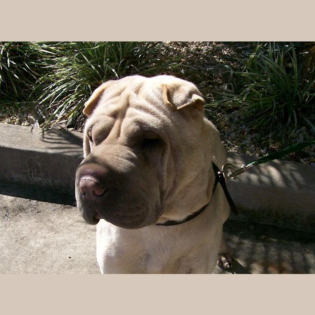 Photo of Knox (Rollalots Mizta Silver Phantom 2100326494)