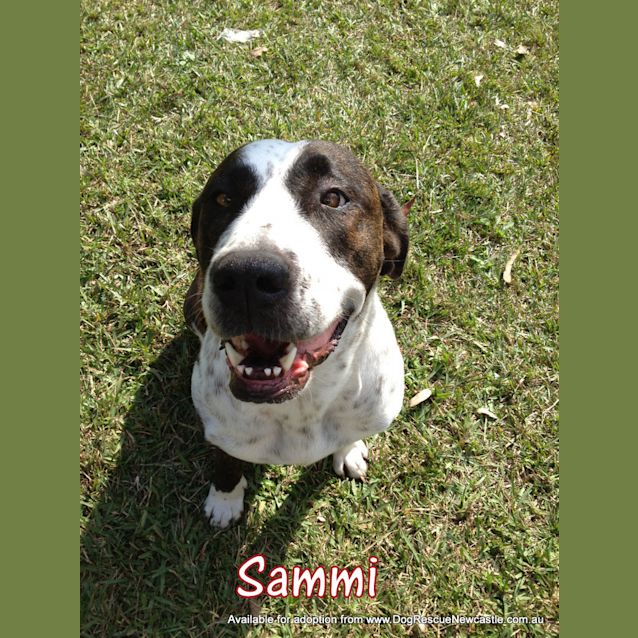 Photo of Sammi Girl ~ (Adopted By Carer 22/4/16)