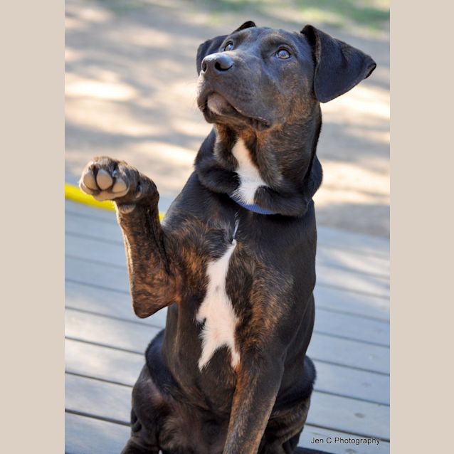 Photo of Astro A Puppy 