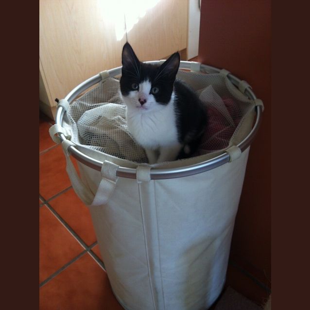 Photo of Samson