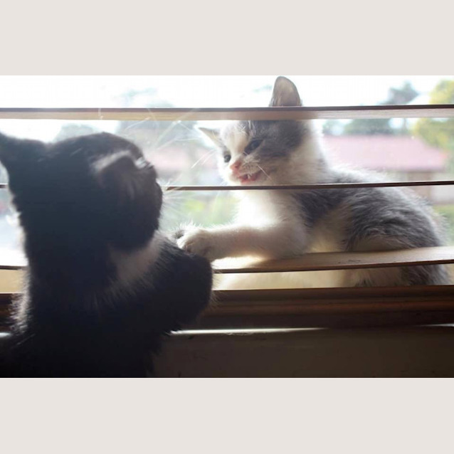 Photo of Niko & Gigi  Dual Adoption