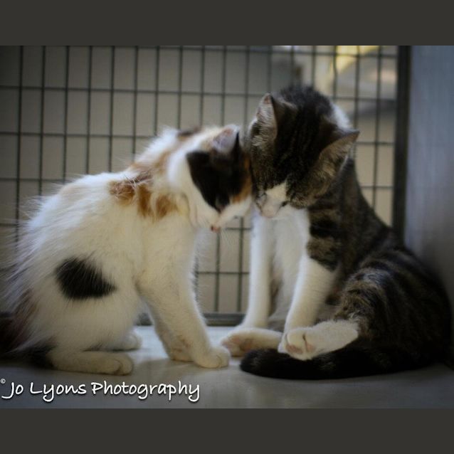 Photo of "Chloe"   Purrfect Match