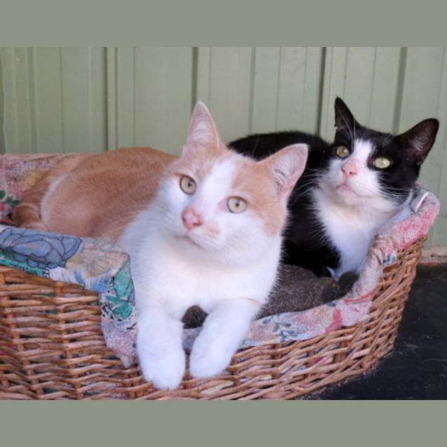 Photo of Felix And Oscar