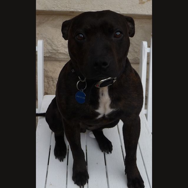 Photo of Buddy