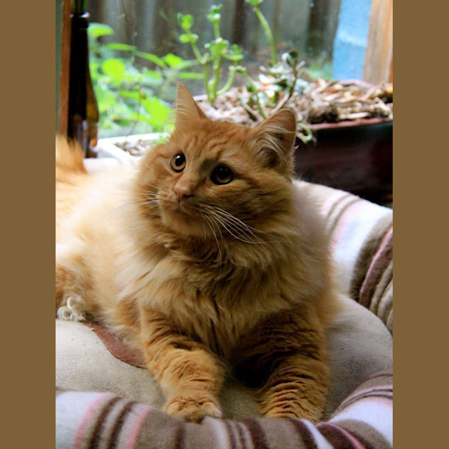 Photo of Monsieur Montago   The Original Ladies Man!