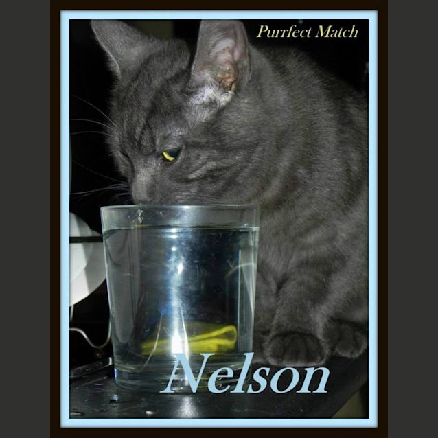Photo of "Nelson"   Purrfect Match