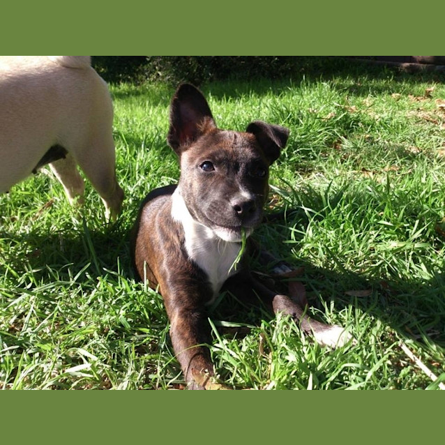 Photo of Kaiser **A Gorgeous Gorgeous Puppy**