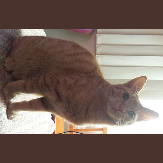 Photo of Olive And Humphrey (Kittens)