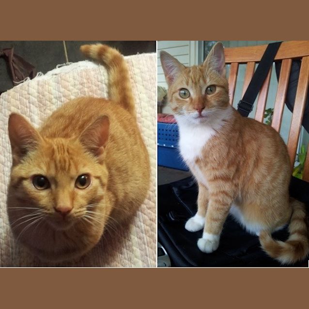 Photo of Olive And Humphrey (Kittens)