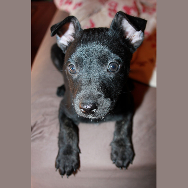 Photo of Poppy
