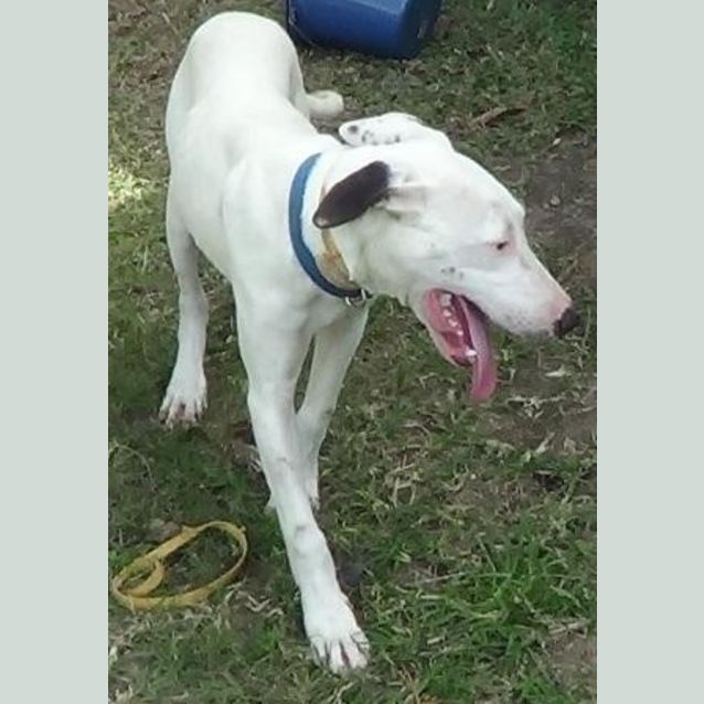 Photo of Snowy