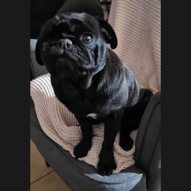 Photo of Nahla The Pug