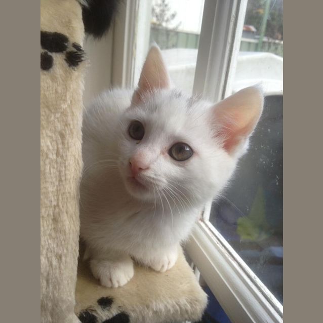 Photo of Munchkin
