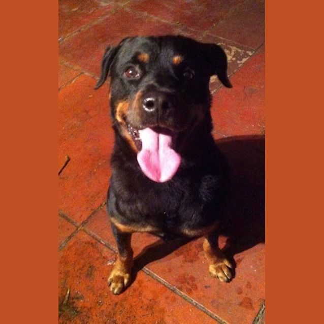 Photo of Digger