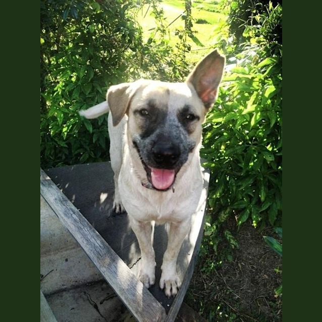 Photo of Dahlia