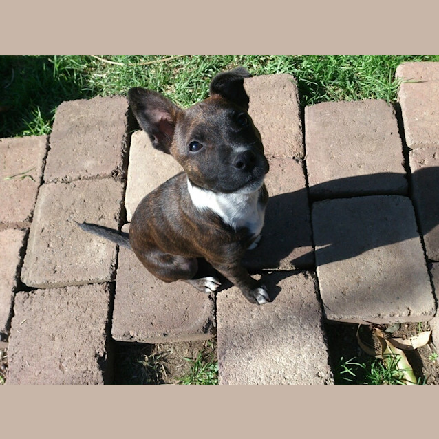 Photo of Kaiser **A Gorgeous Gorgeous Puppy**