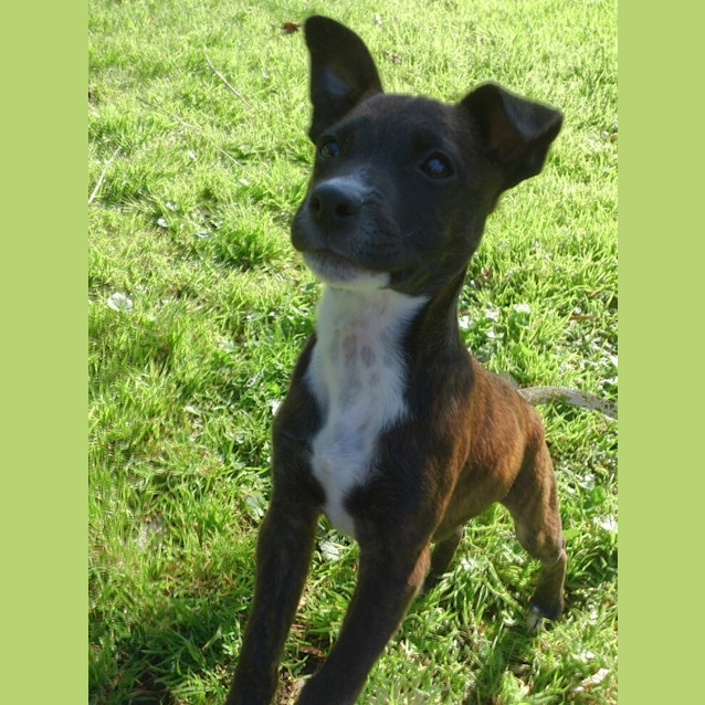 Photo of Kaiser **A Gorgeous Gorgeous Puppy**