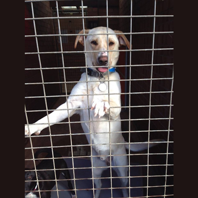 Photo of Rusty **One In A Million**