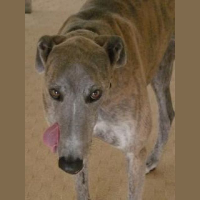 Photo of Jingo
