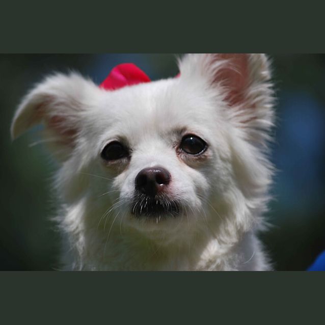 Photo of Tinkerbelle