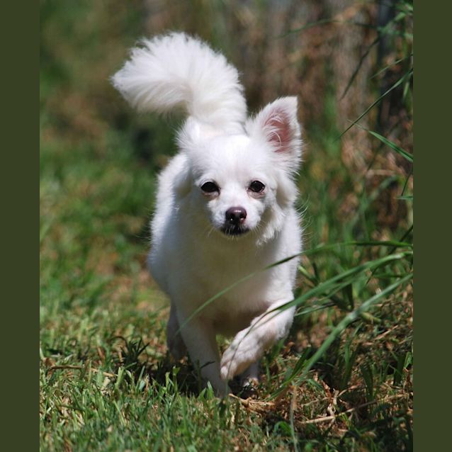 Photo of Tinkerbelle