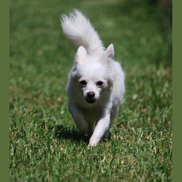 Photo of Tinkerbelle