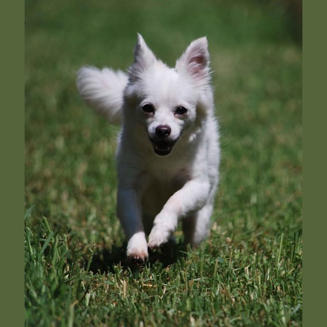 Photo of Tinkerbelle