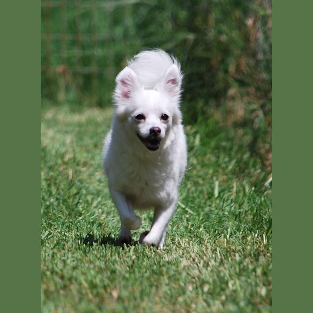 Photo of Tinkerbelle