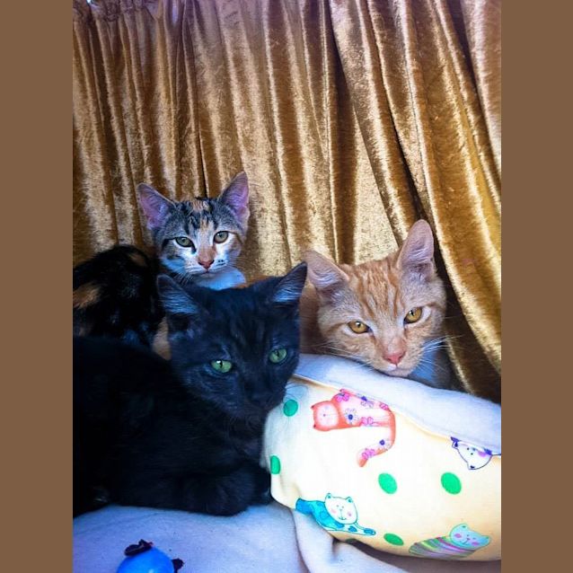 Photo of Gingie Wingie