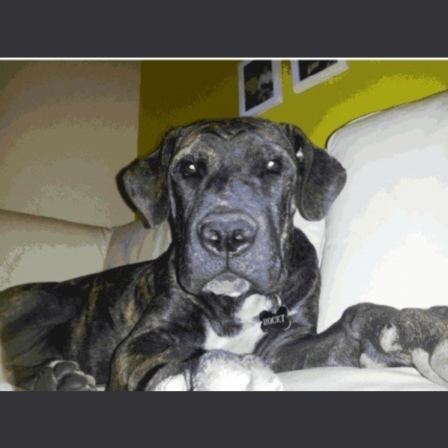 Photo of Rocky Rockstar (Bn D152) 