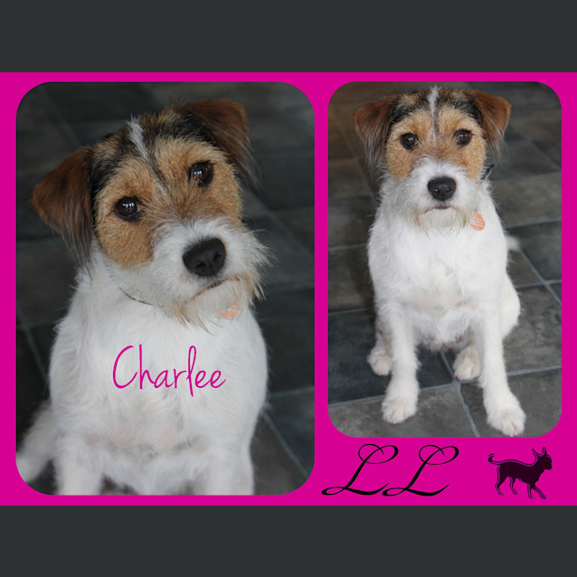 Photo of Charlee