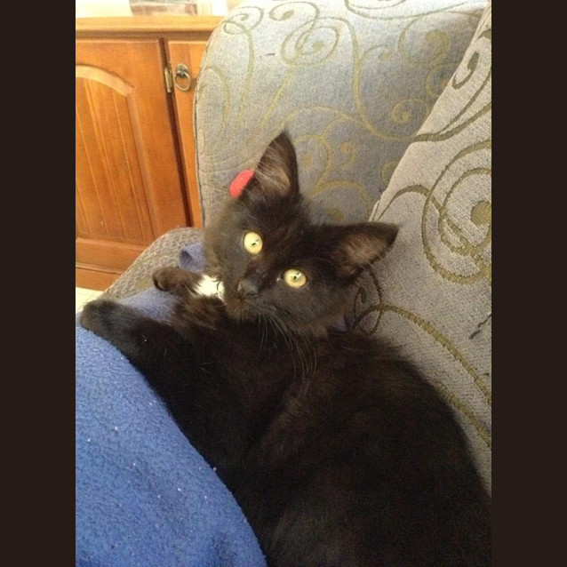 Photo of Jett