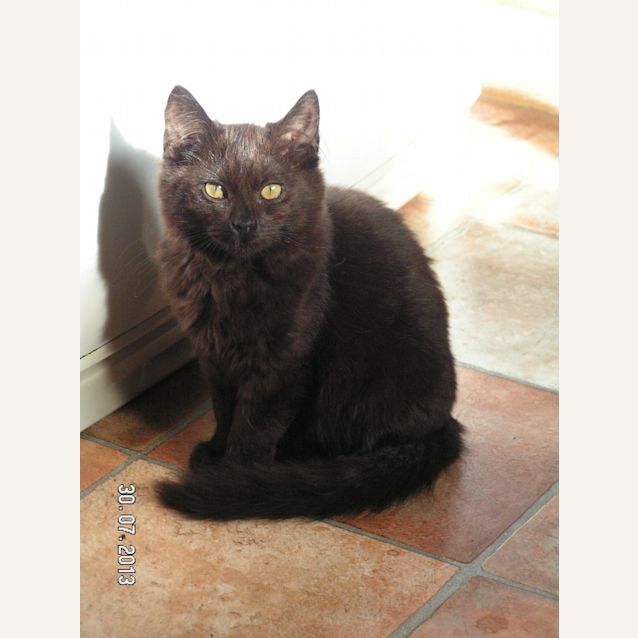 Photo of Ebony