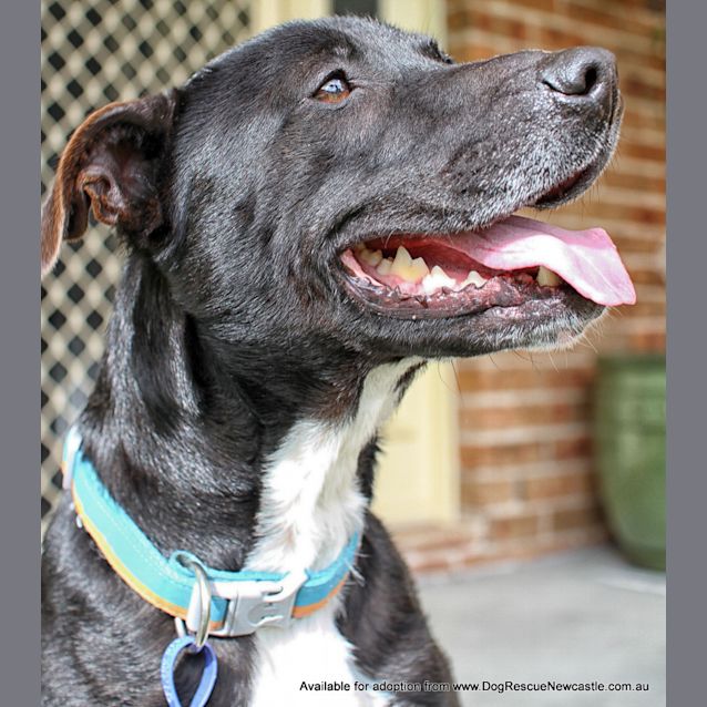 Photo of Jay Jay (Adopted 26/12/13)