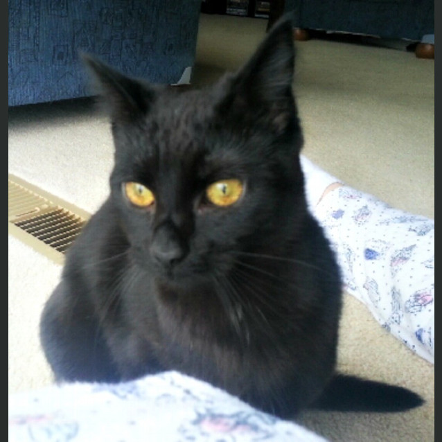 Photo of Zilla   Special Needs