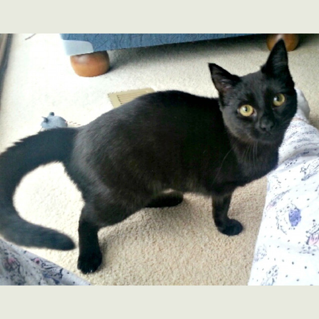 Photo of Zilla   Special Needs