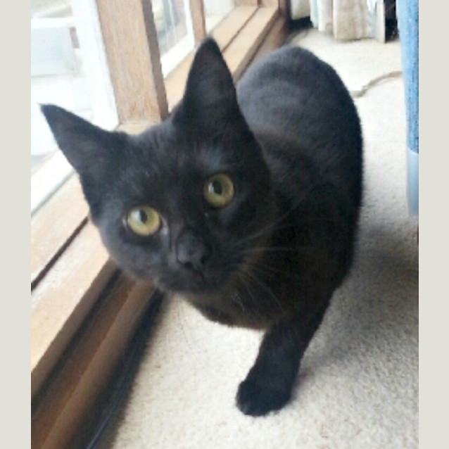 Photo of Zilla   Special Needs