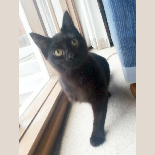 Photo of Zilla   Special Needs