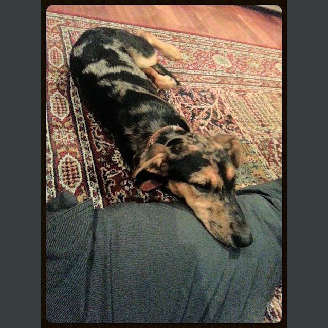 Photo of Rosie Well Trained Whippet X