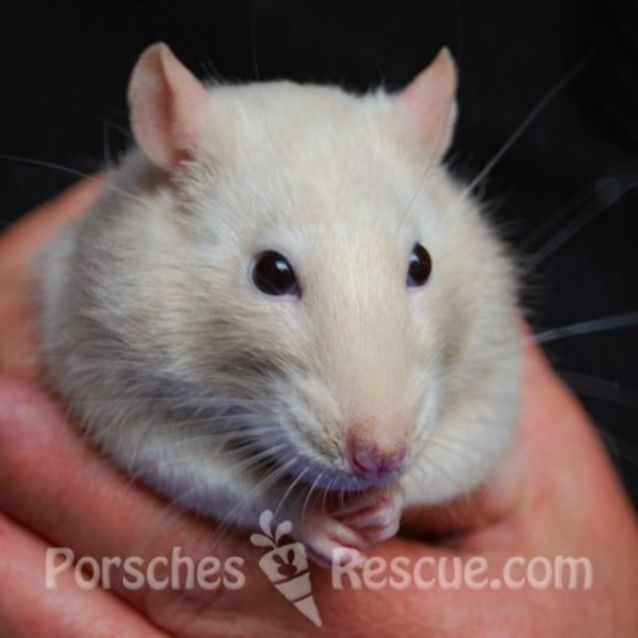 Photo of Mr Whiskers