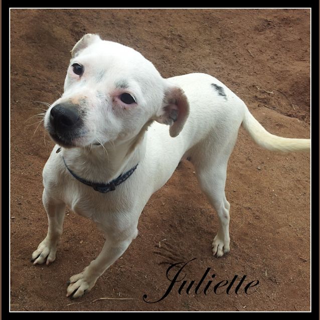 Photo of Juliette * Calm, Loving N Loyal*
