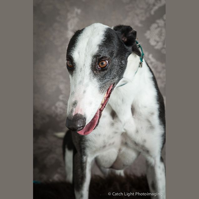 Photo of Darcy