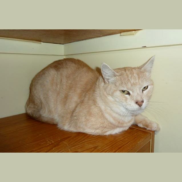 Photo of Simba