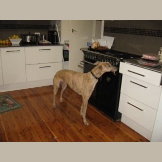 Photo of Princess (On Trial)
