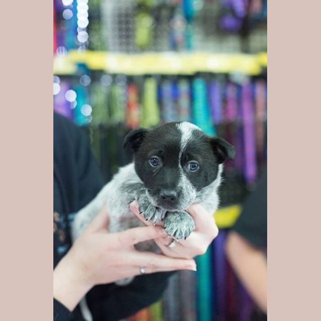 Photo of Dora